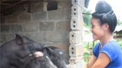 Vietnam: Pigs Raise A Farmer’s Income